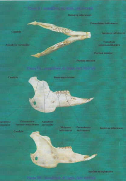 schema crane lapin - anatomie dentaire