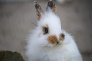 Lire la suite à propos de l’article Dentisterie du lapin, 1 ère partie : anatomie dentaire