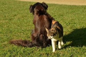 Lire la suite à propos de l’article Douleur aiguë chez le chien et le chat