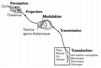 schema nociception - douleur aigue chien chat