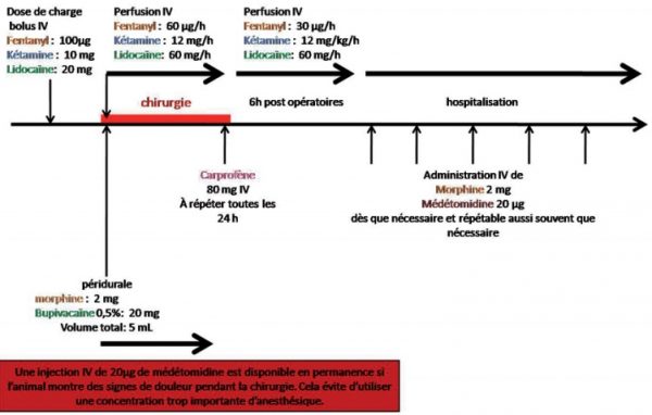 schema action principes actifs message nociceptif - doouleur aigue chien chat