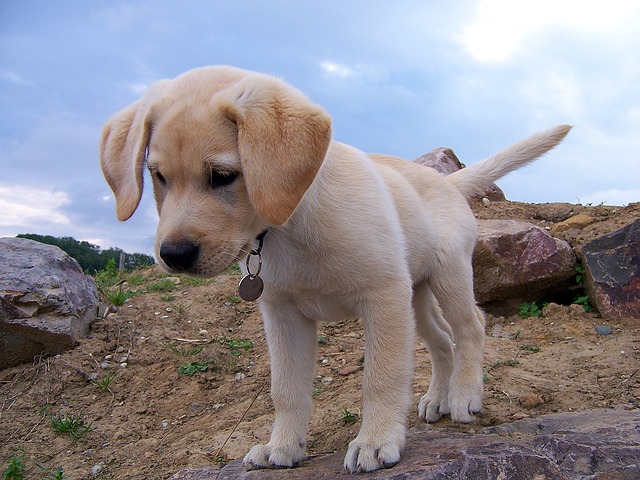 labrador - osteopathie cranio-mandibulaire