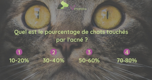 L'acné du chat - VETOPEDIA