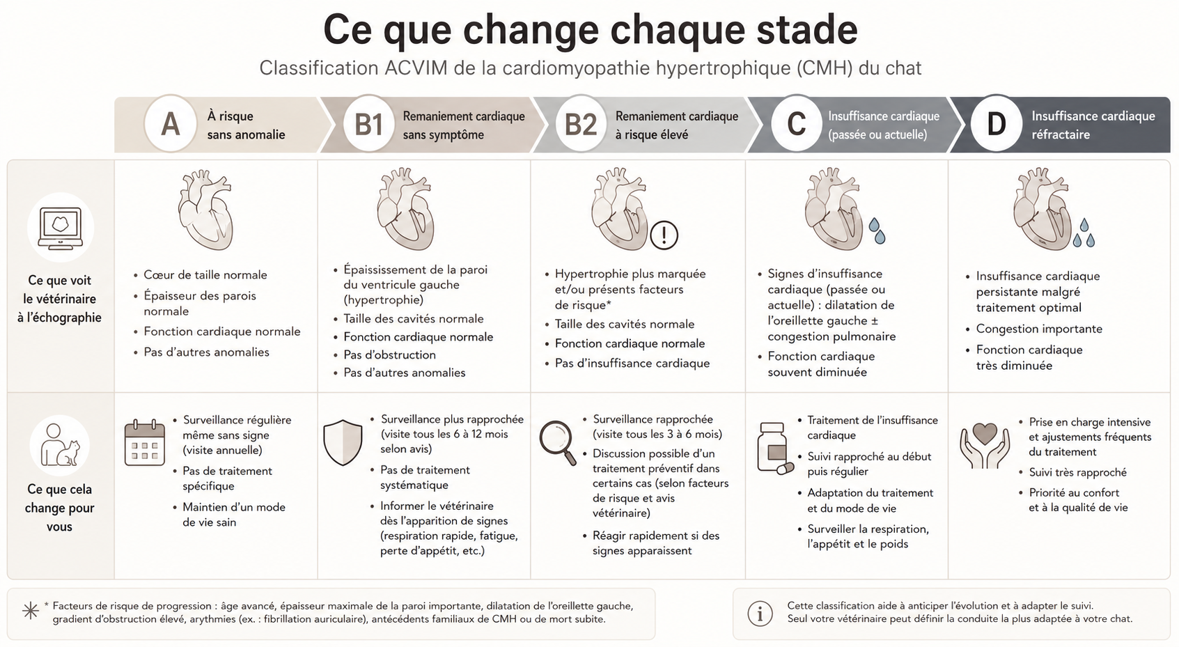 Frise des cinq stades ACVIM de la cardiomyopathie hypertrophique du chat et conduite associée