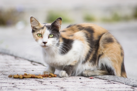 chat multicolore et selles - hyperthyroïdie