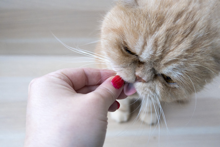 main humaine donnant comprimé à un chat roux 