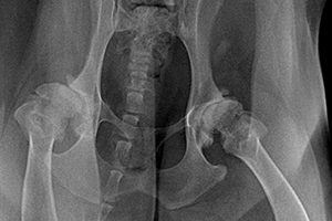Lire la suite à propos de l’article Dysplasie de la hanche chez le chien : stades radiologiques