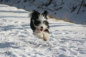 Lire la suite à propos de l’article Quelques données physiologiques sur le chien