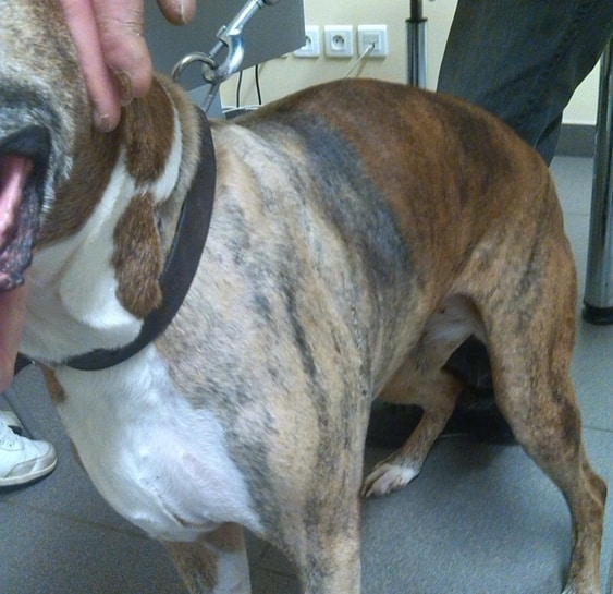 chienne ayant retrouvé une epaule normale apres retrait des points