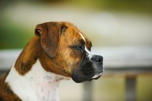 Lire la suite à propos de l’article Chondrosarcome et scapulectomie partielle chez le chien, cas clinique.