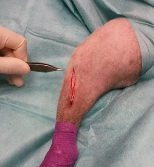 patte de chien rasée et incisée au niveau du tibia par chirurgien dans le cadre d'un tibial tuberosity advancement