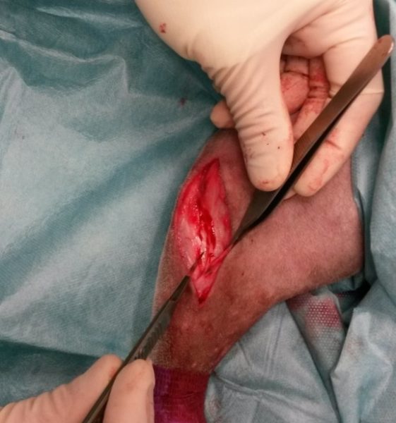 ouverture au scalpel et pince de la patte jusqu'à l'os par chirurgien pour une tibial tuberosity advancement