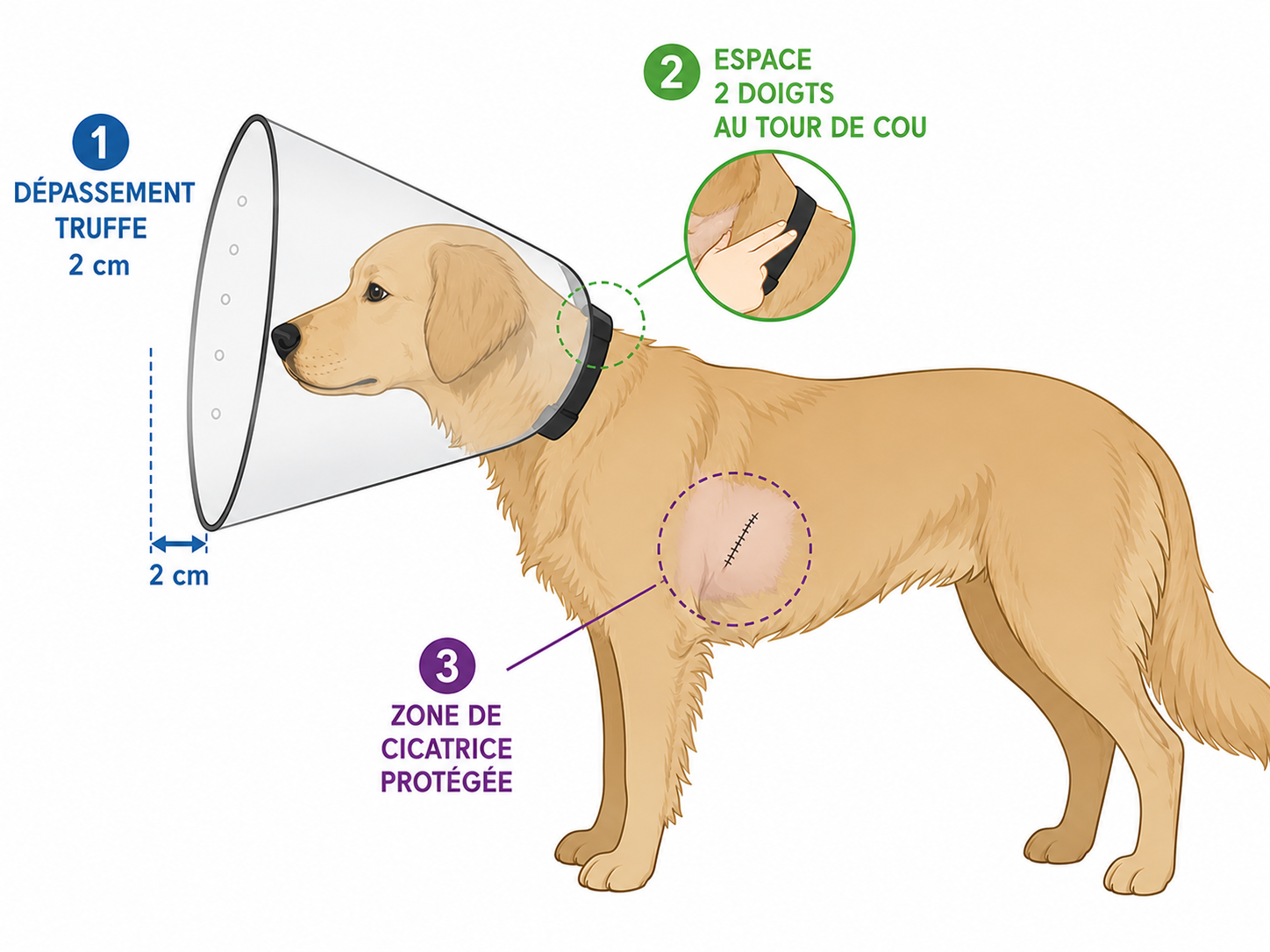 <!-- TODO : alt-text matrice décisionnelle --> » loading= »lazy »>
    <figcaption>Schéma d&rsquo;ajustement d&rsquo;une collerette rigide chez le chien : débordement truffe et tour de cou.</figcaption>
  </figure>

  <h3 id=