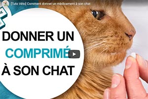 Lire la suite à propos de l’article Donner un comprimé à un chat (vidéo)