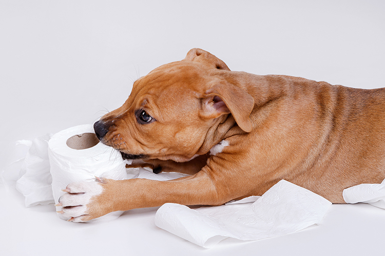 Mucus dans les selles chez le chien - VETOPEDIA