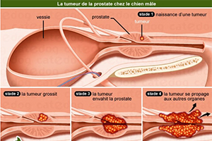 traitement prostate chien