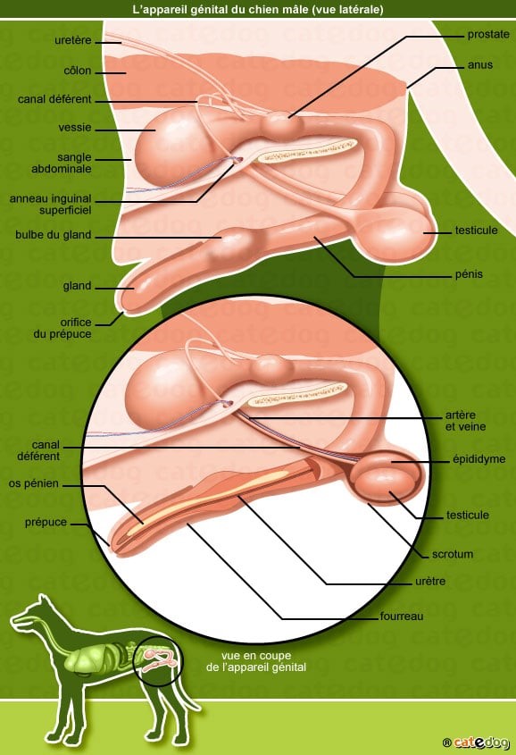 prostate du chien âge