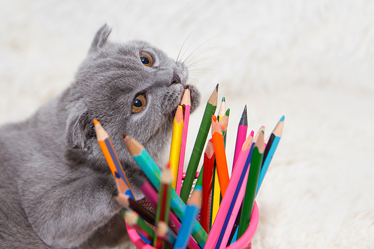 Chat qui mâche des crayons