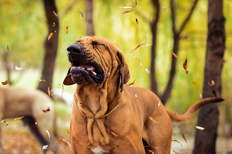 Chien Fila Brasileiro qui éternue