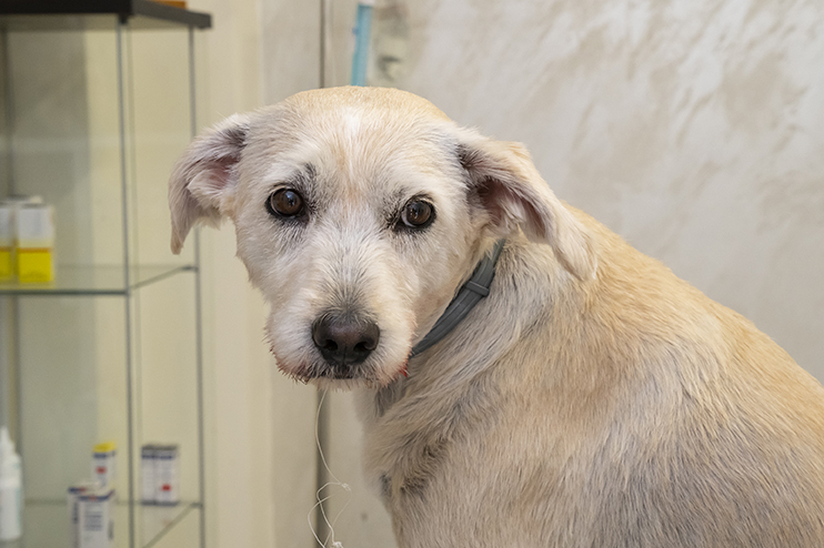 Chien qui a avalé un hameçon