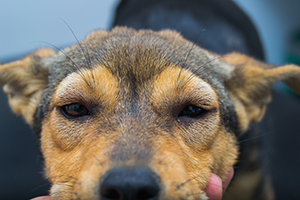 L'Œdème de Quincke ou urticaire facial chez le chien - VETOPEDIA