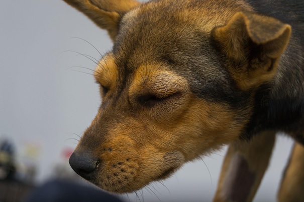 L'Œdème de Quincke ou urticaire facial chez le chien - VETOPEDIA