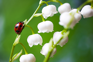 Lire la suite à propos de l’article Les dangers du muguet