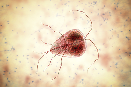 Trophozoïte flagellé : Forme végétative de Giardia