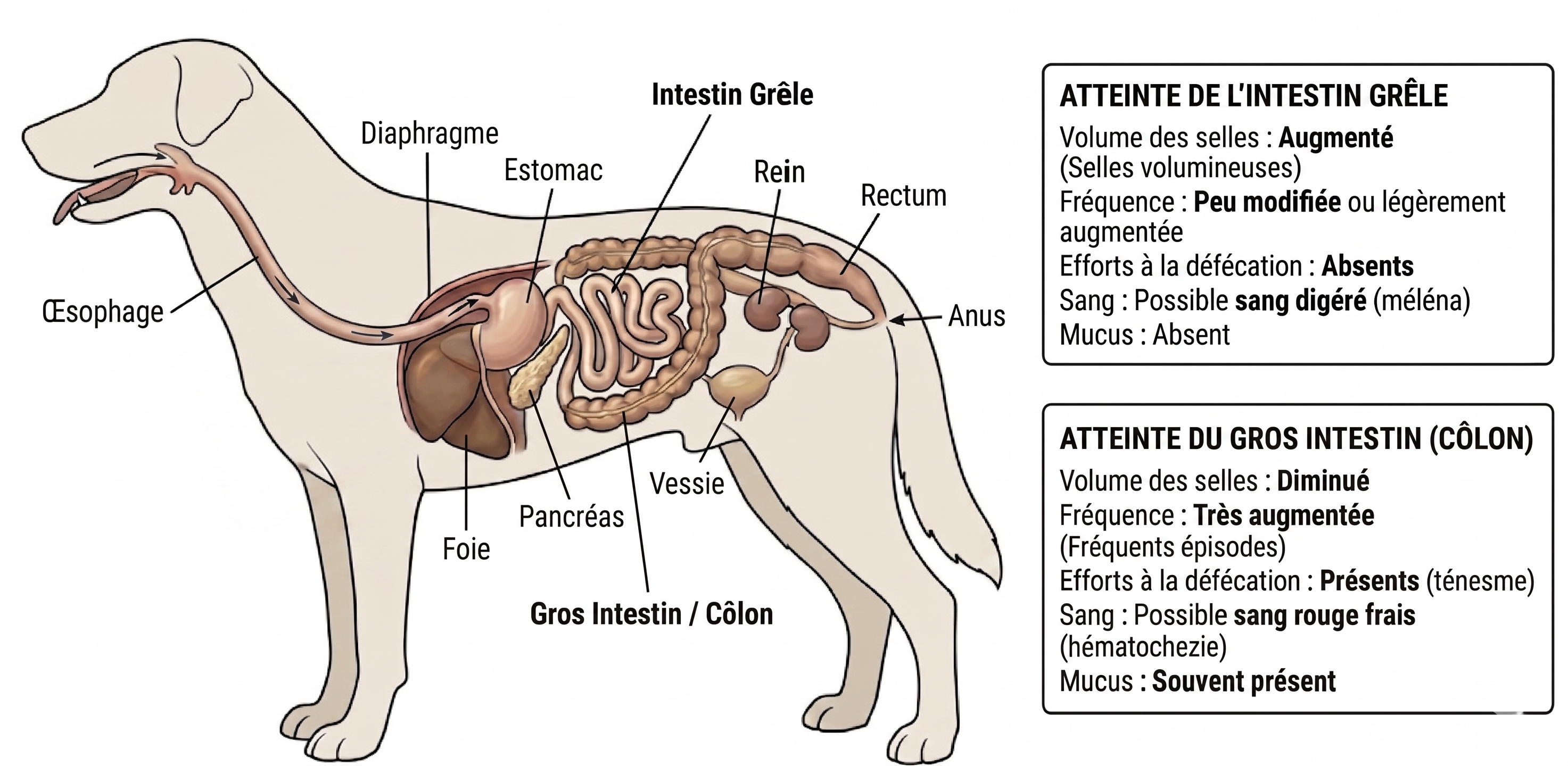Schéma du tube digestif du chien identifiant l'intestin grêle et le gros intestin, supports anatomiques des principales causes de diarrhée