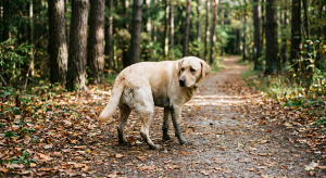 Lire la suite à propos de l’article Diarrhée chez le chien : reconnaître, agir, savoir quand consulter