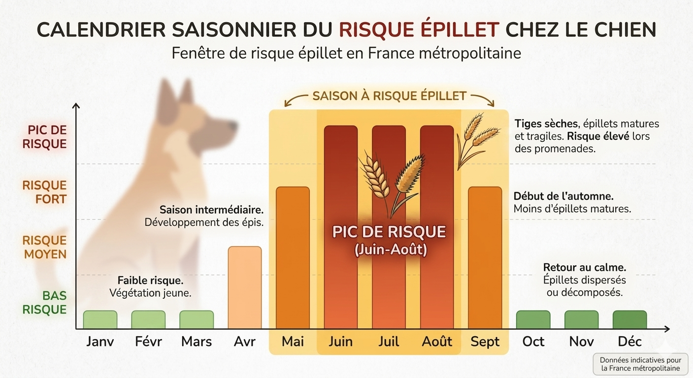 Calendrier saisonnier de la fenêtre de risque épillet chez le chien en France