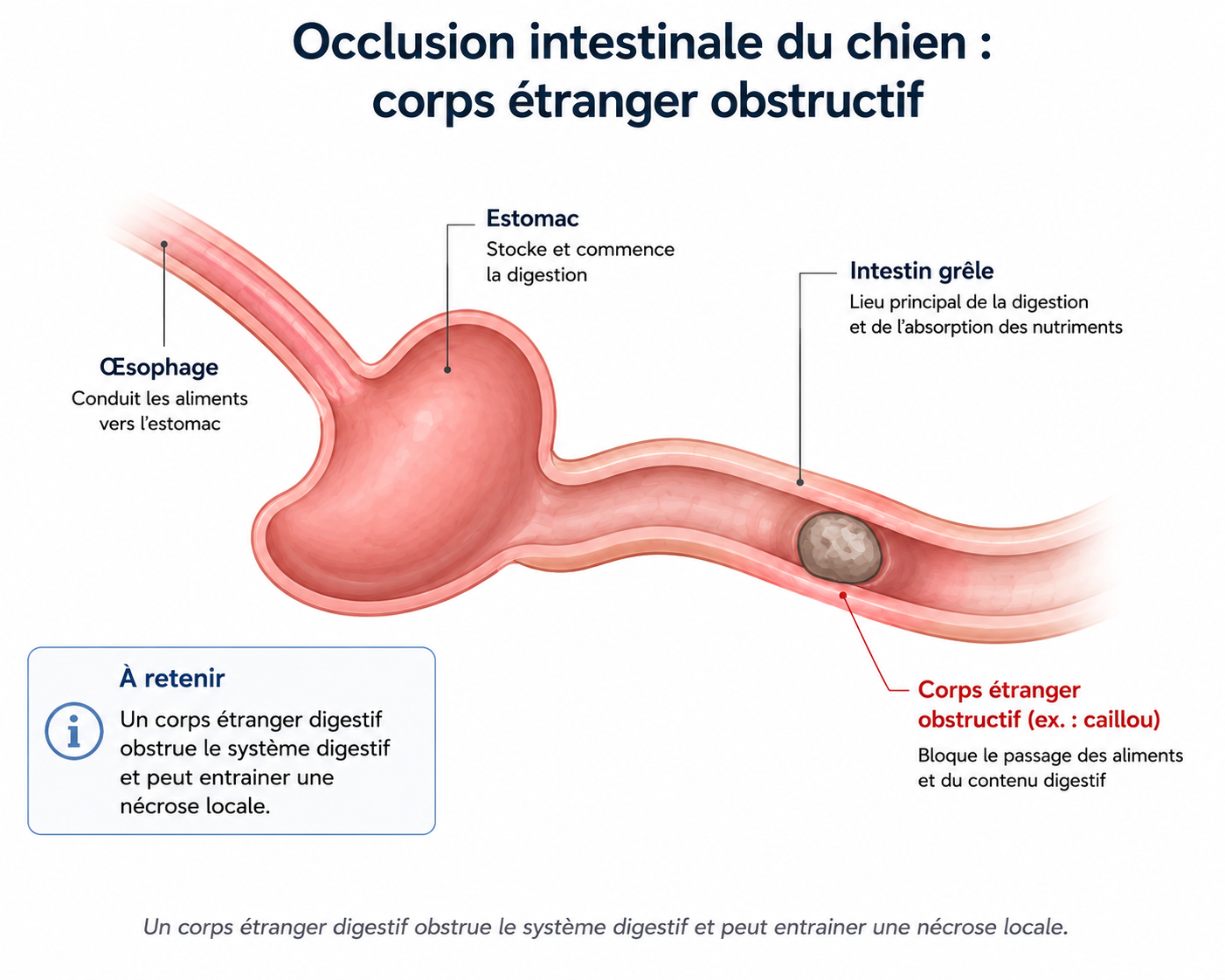 Occlusion intestinale du chien : corps étranger obstructif dans le tube digestif
