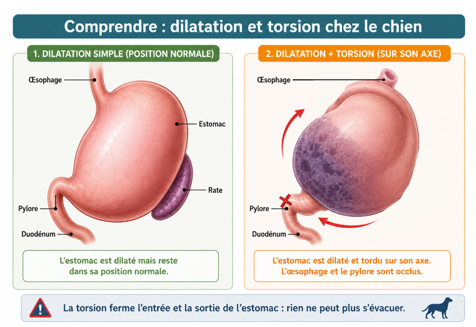 Schéma comparatif dilatation simple et torsion de l'estomac chez le chien