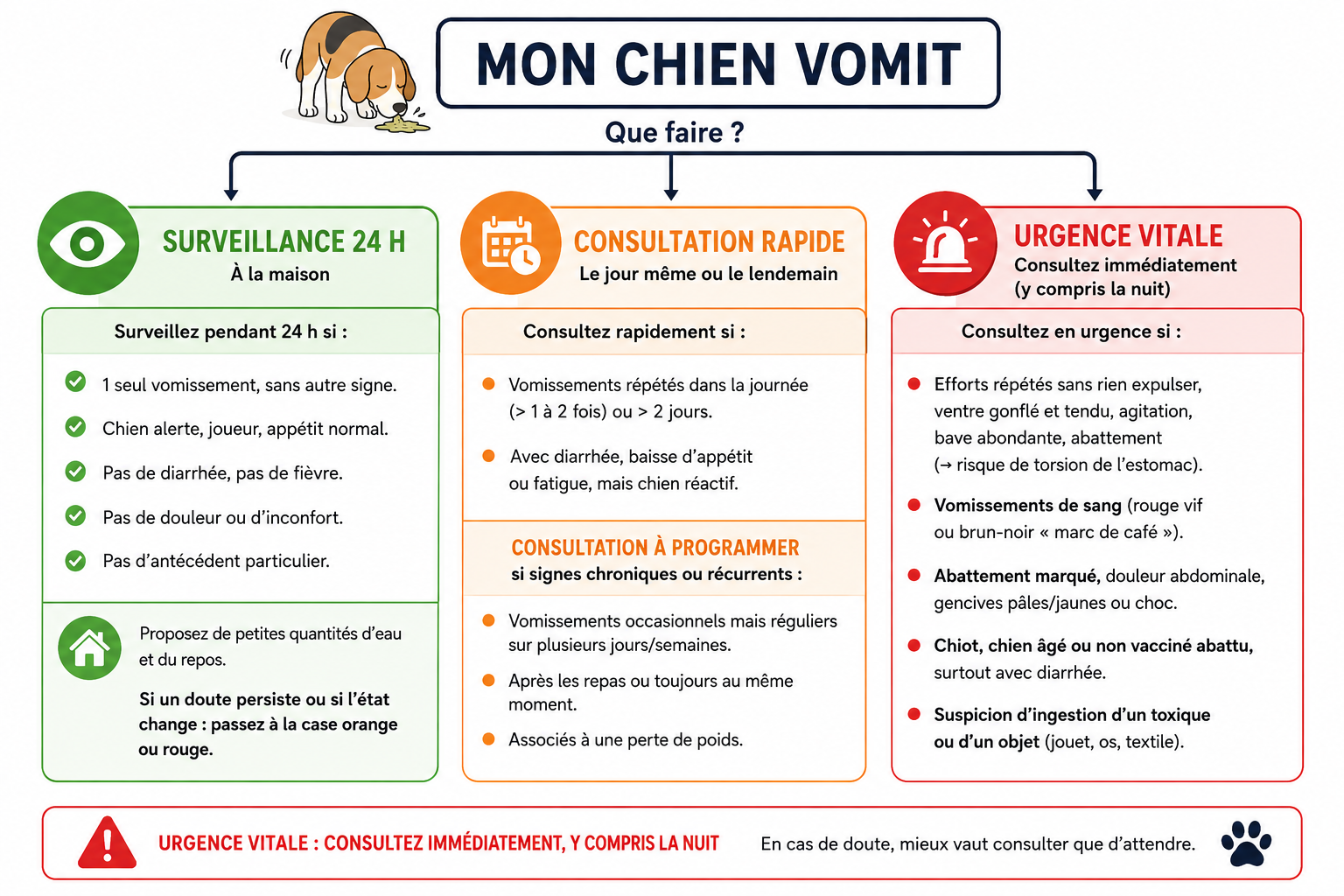 Arbre de décision chien qui vomit : surveiller, consulter ou urgence selon les signes