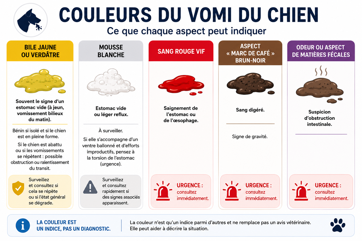 Couleurs du vomi du chien : bile jaune, mousse blanche, sang rouge et marc de café