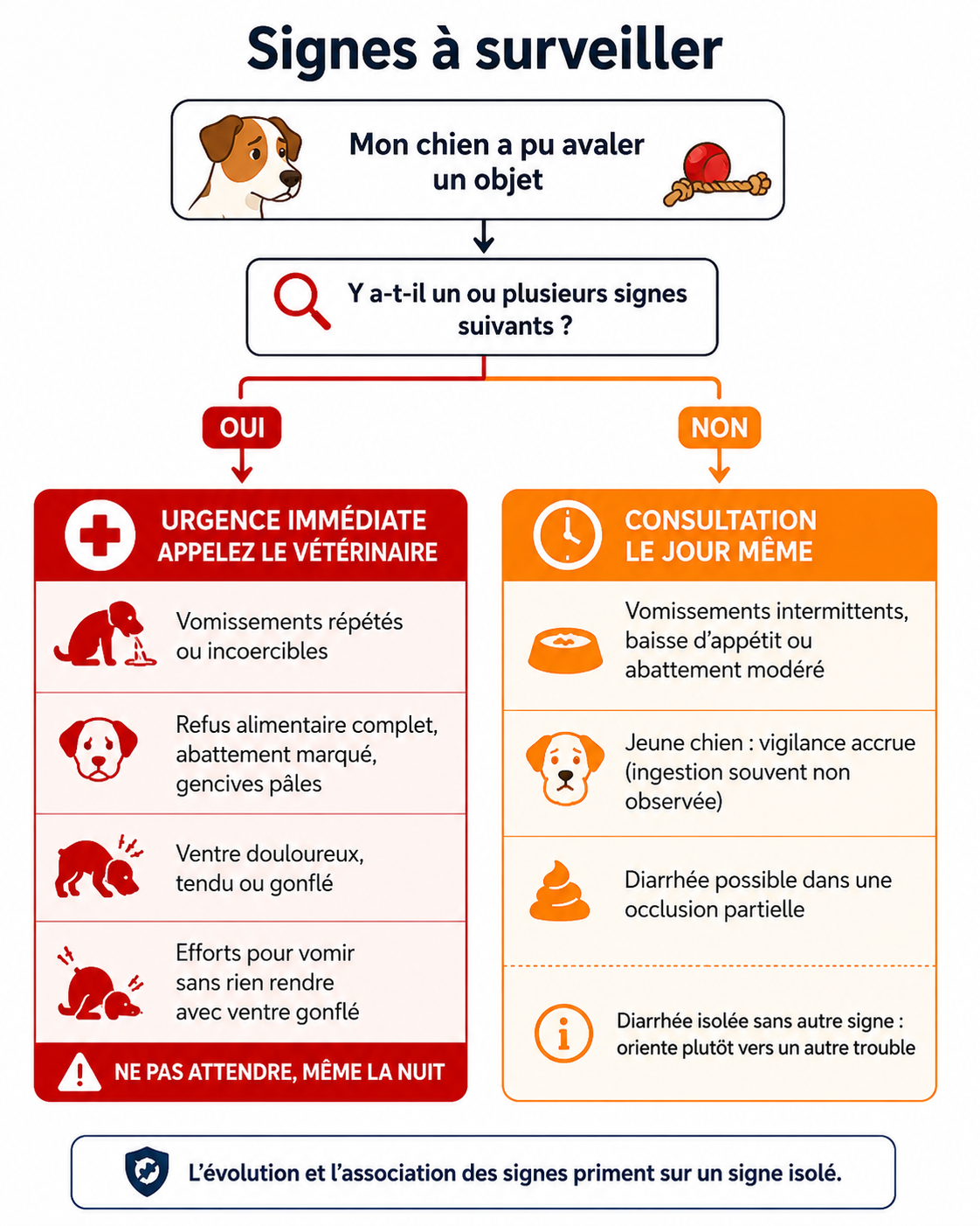 Symptômes du corps étranger chez le chien : quand consulter en urgence
