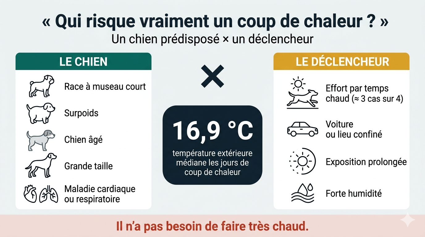 Le risque de coup de chaleur naît de la rencontre entre un chien prédisposé et un déclencheur