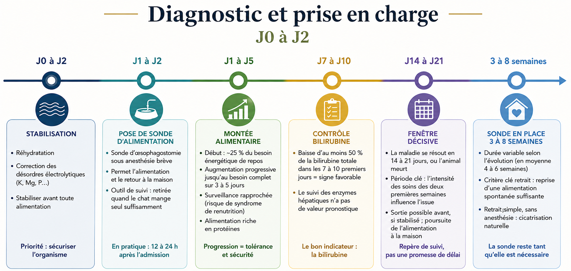 Chronologie de la prise en charge d'une lipidose hépatique du chat, de J0 à huit semaines