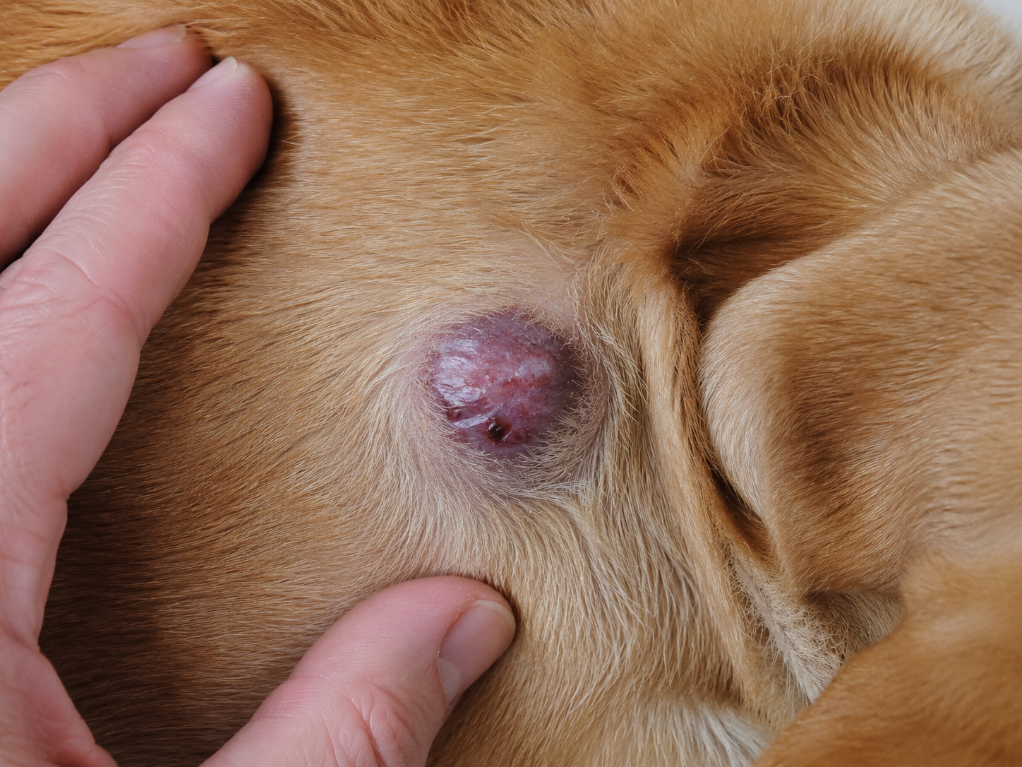 Lire la suite à propos de l’article Mastocytome chez le chien : symptômes, diagnostic, traitement