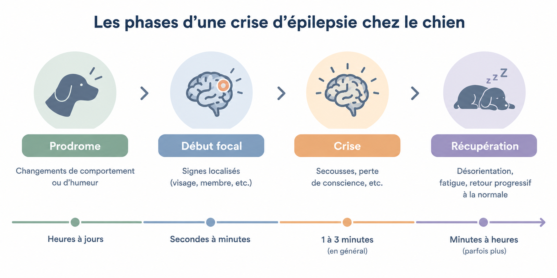 Phases d'une crise d'épilepsie chez le chien : prodrome, début focal, crise, phase de récupération