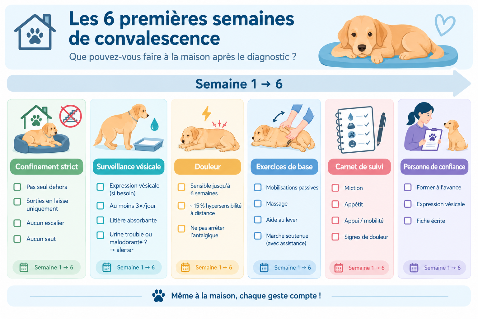 Frise des six semaines de convalescence après une hernie discale chez le chien