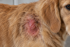 Lire la suite à propos de l’article Pyodermite superficielle et hot spot chez le chien : causes, signes et traitement