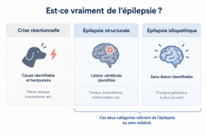 Lire la suite à propos de l’article Crise d&rsquo;épilepsie chez le chien : reconnaître, réagir, et distinguer l&rsquo;épilepsie des autres causes de convulsions