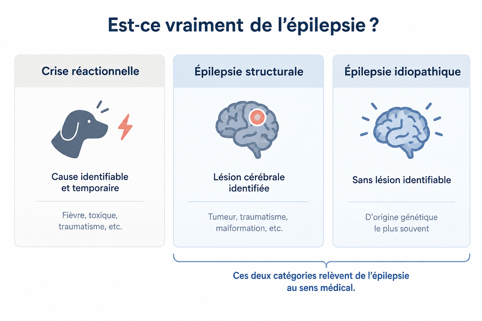 Les trois causes possibles d'une convulsion chez le chien : crise réactionnelle, épilepsie structurale, épilepsie idiopathique