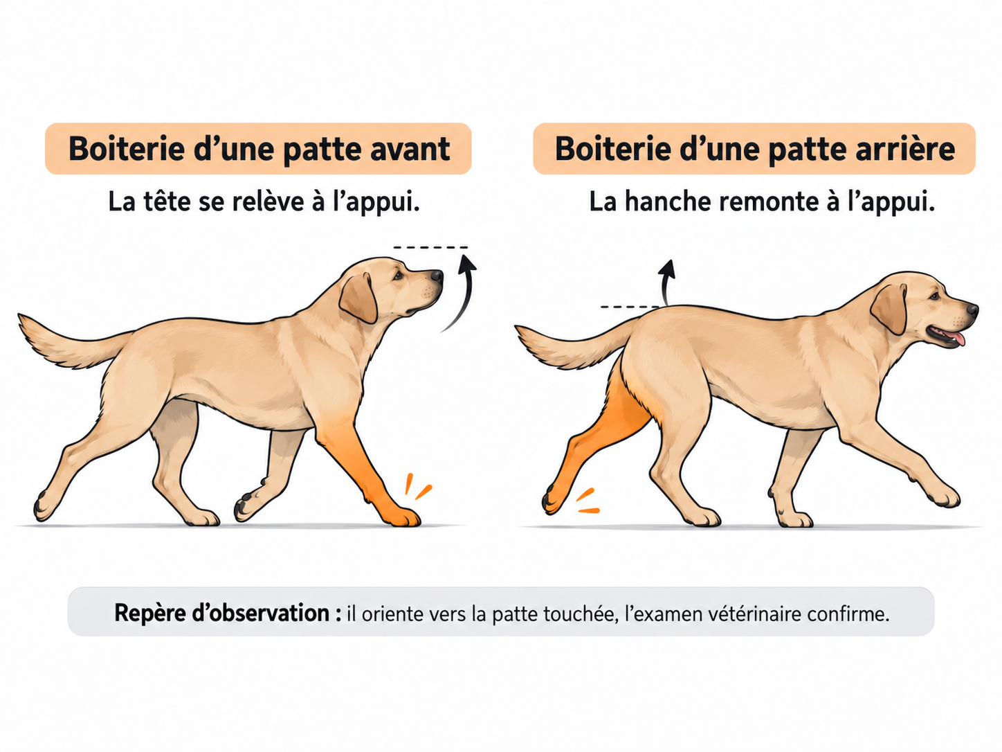Schéma d'un chien qui boite de la patte avant ou arrière : tête qui se relève, hanche qui remonte à l'appui
