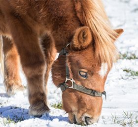 cheval-neige