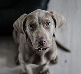 chien-maladies pulmonaires