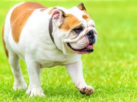 bulldog anglais - osteopathie cranio-mandibulaire