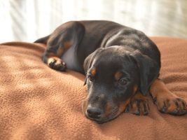 osteopathie-cranio-mandibulaire-doberman