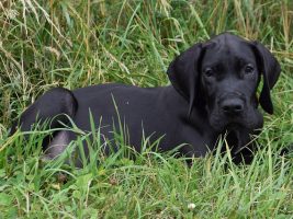 dogue allemand - osteopathie cranio-mandibulaire